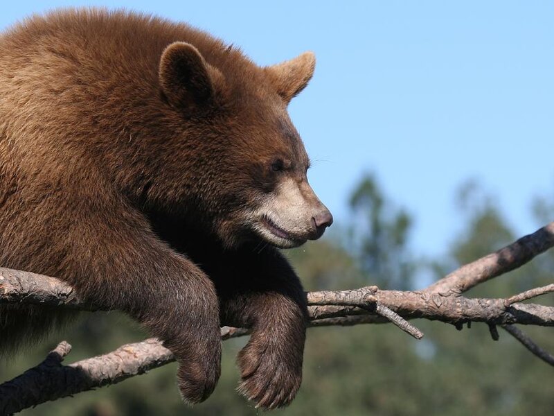 Brown Bear Cub — Calm, Afternoon, Photograph