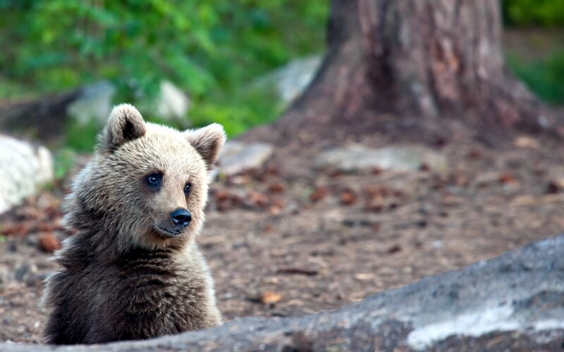 Brown Bear Cub — Calm, Afternoon, Photograph, Tree Trunk, Forest Floor