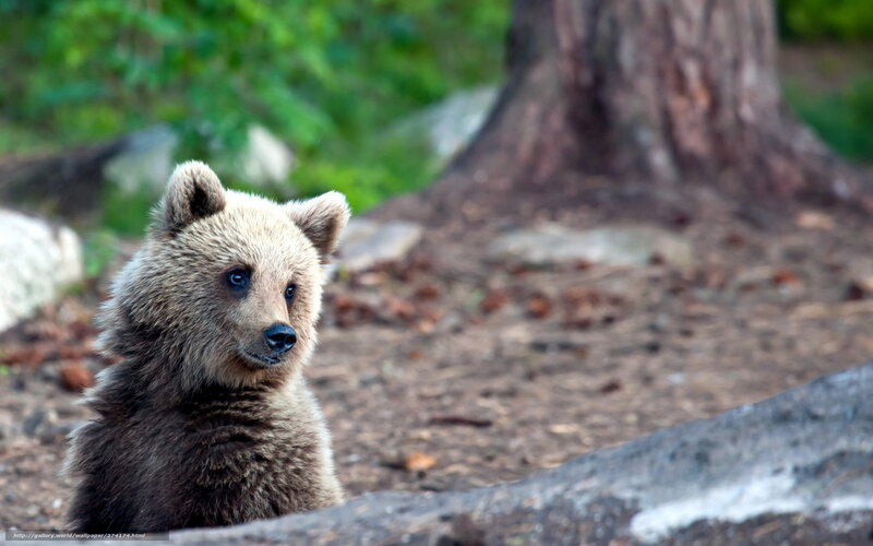 Brown Bear Cub — Calm, Afternoon, Photograph, Tree Trunk