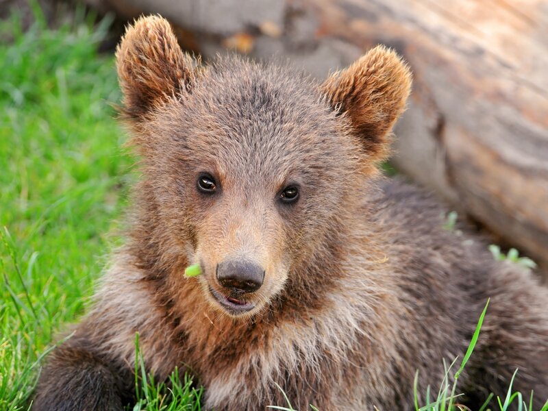 Brown Bear Cub — Calm, Afternoon