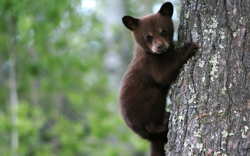 Brown Bear Cub — Calm, Morning, Photograph