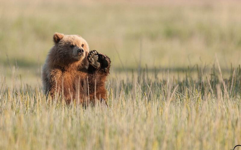 Brown Bear Cub — Calm, Morning