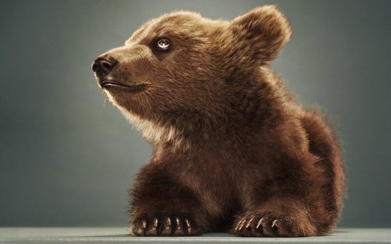 Brown Bear Cub — Calm, Photograph, Paws, Snout
