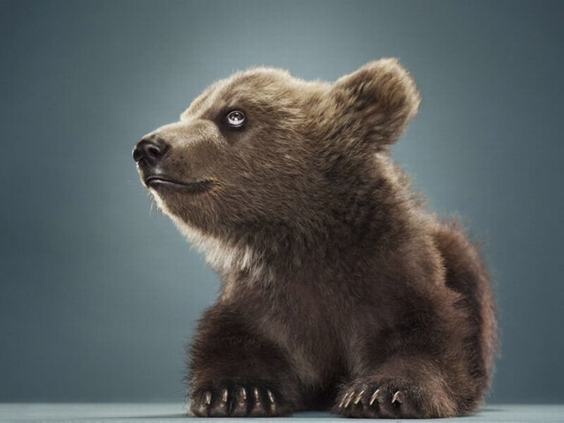 Brown Bear Cub — Calm, Photograph, Paws