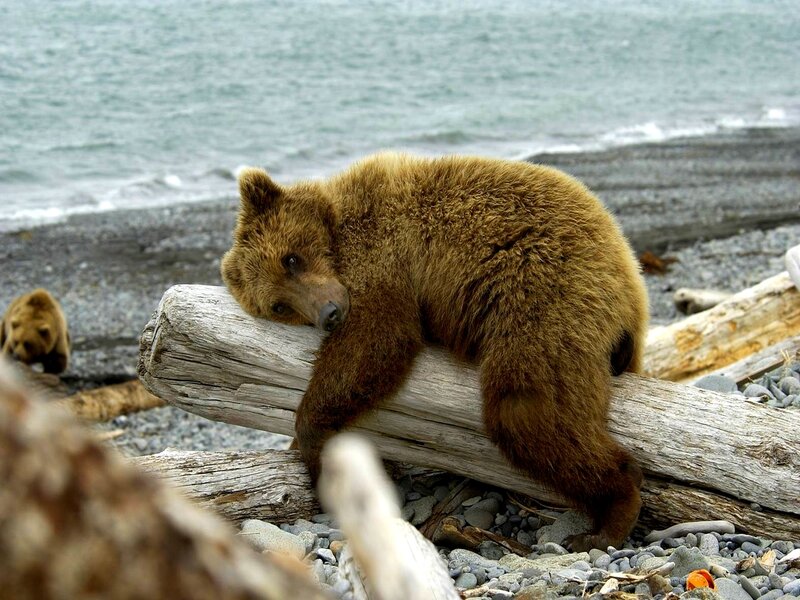 Brown Bear Cub — Calm, Photograph