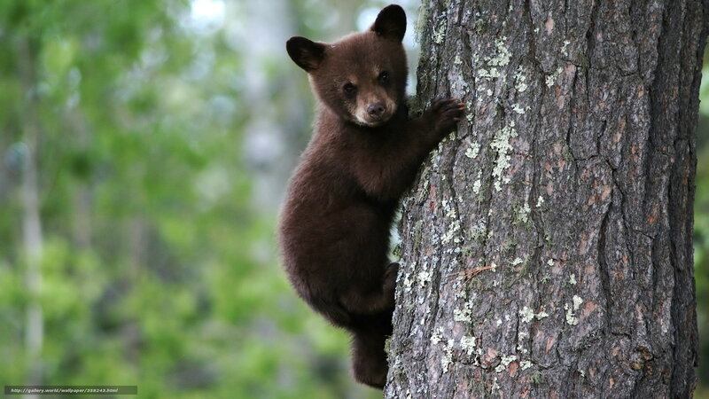 Brown Bear Cub Climbing — Natural