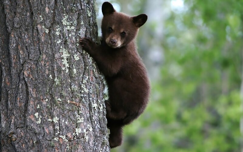 Brown Bear Cub Climbing