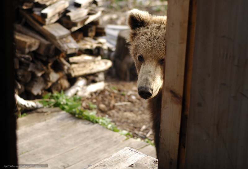 Brown Bear Cub — Curious, Afternoon, Photograph