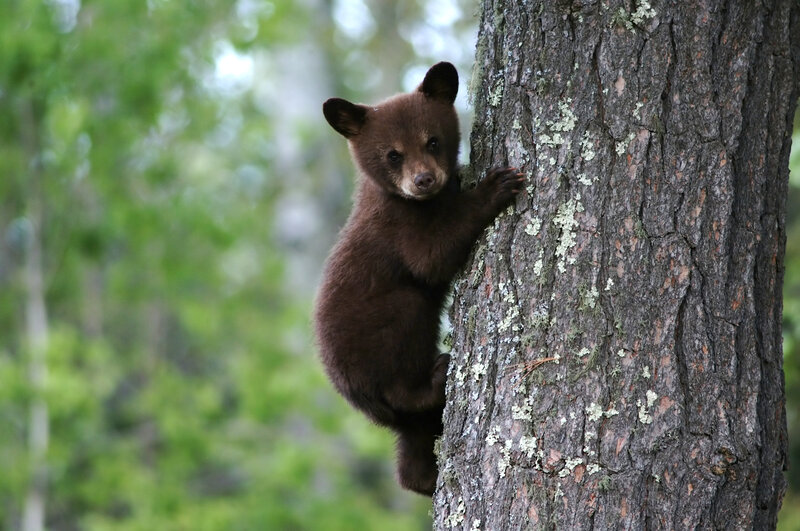 Brown Bear Cub — Curious, Morning, Photograph