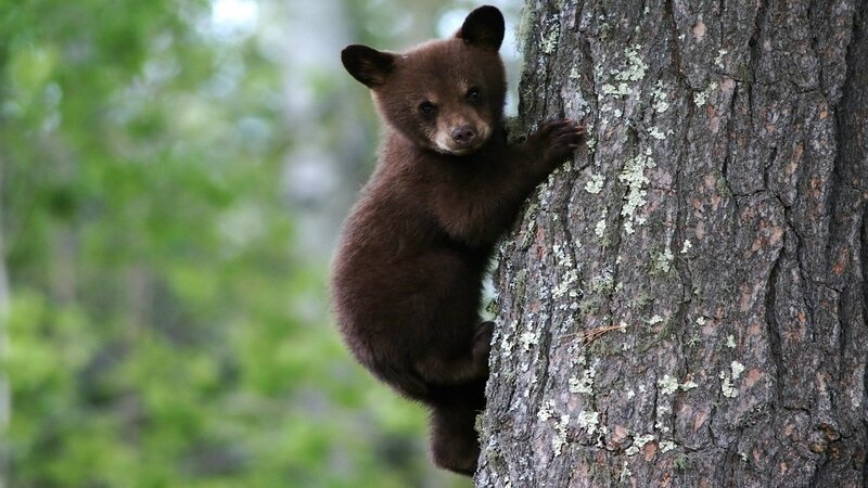 Brown Bear Cub — Curious, Morning, Photograph, Tree