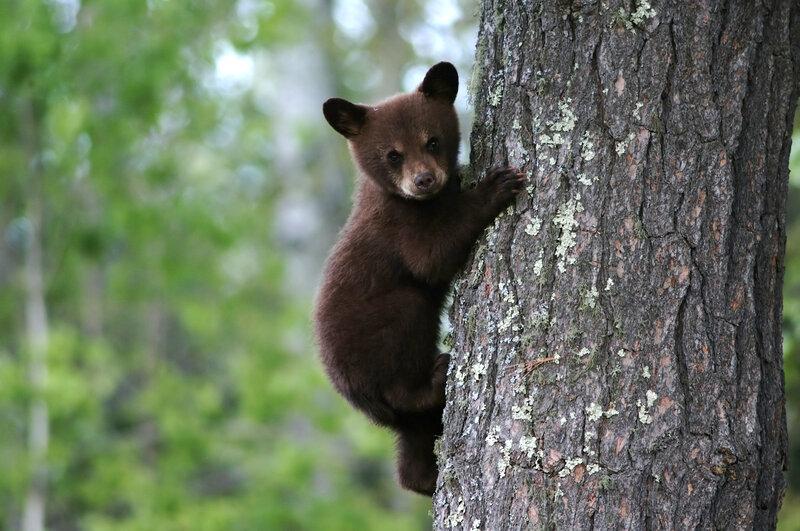 Brown Bear Cub — Curious, Morning
