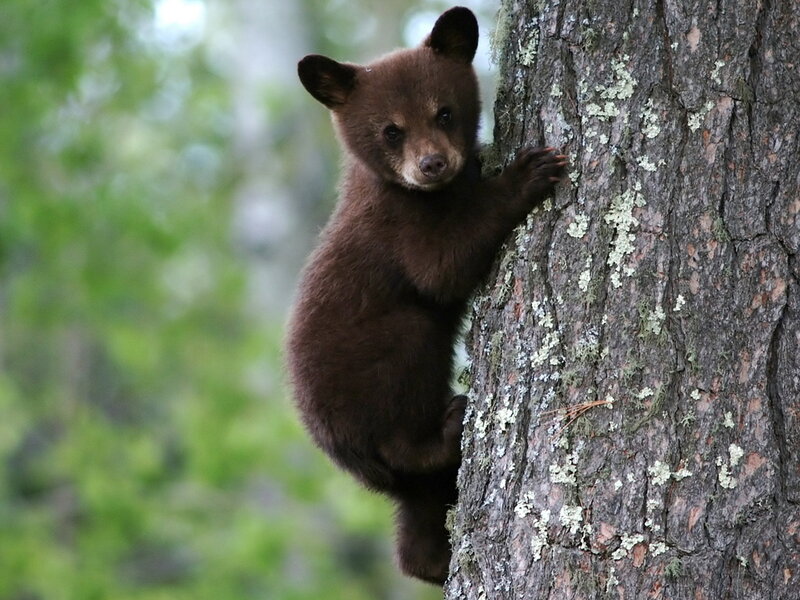 Brown Bear Cub — Curious, Summer