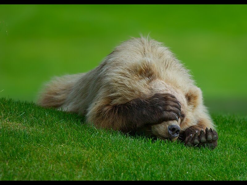 Brown Bear Cub — Green, Calm, Afternoon, Photograph, Grass