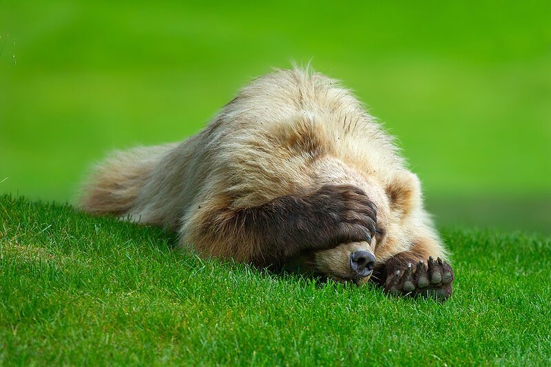 Brown Bear Cub — Green, Calm, Afternoon, Photograph