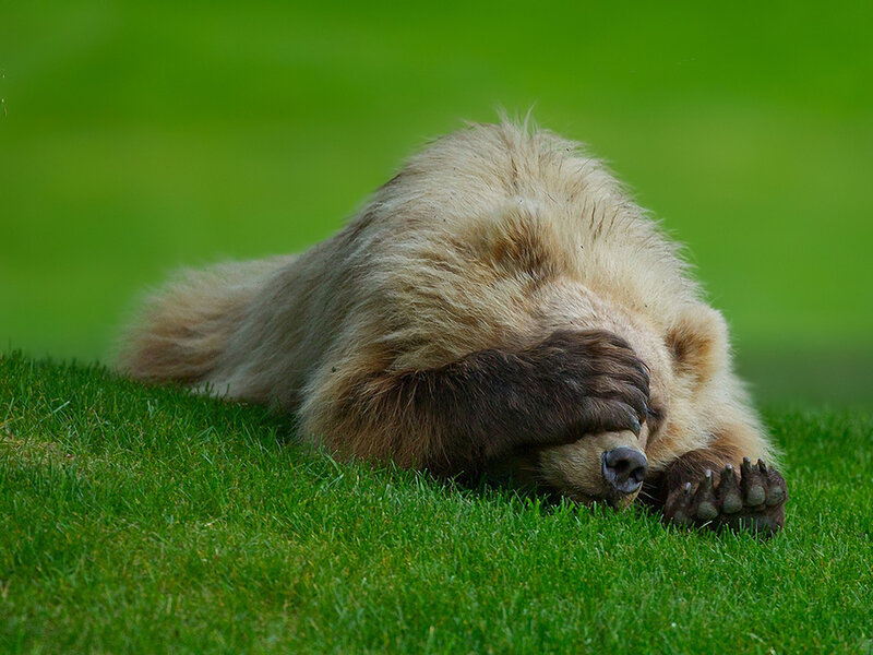 Brown Bear Cub — Green, Calm, Afternoon
