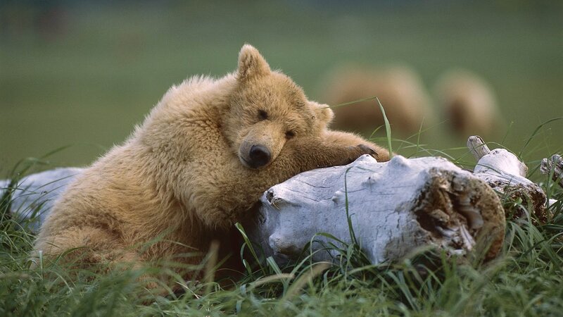 Brown Bear Cub — Green, Calm, Morning, Photograph