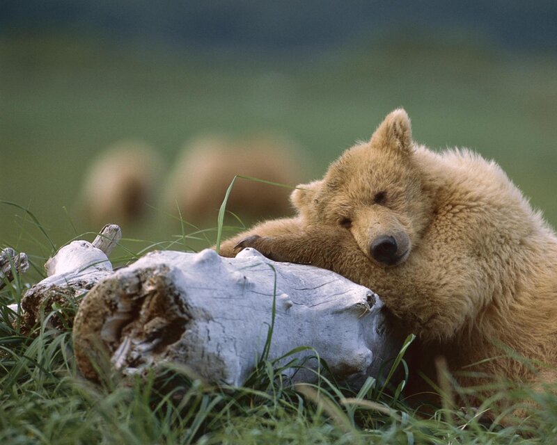 Brown Bear Cub — Green, Calm, Morning