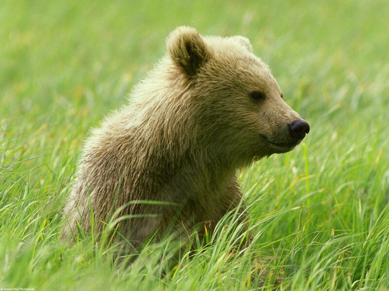 Brown Bear Cub — Green, Calm, Summer, Photograph