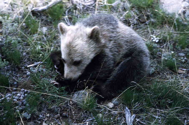 Brown Bear Cub — Green, Calm