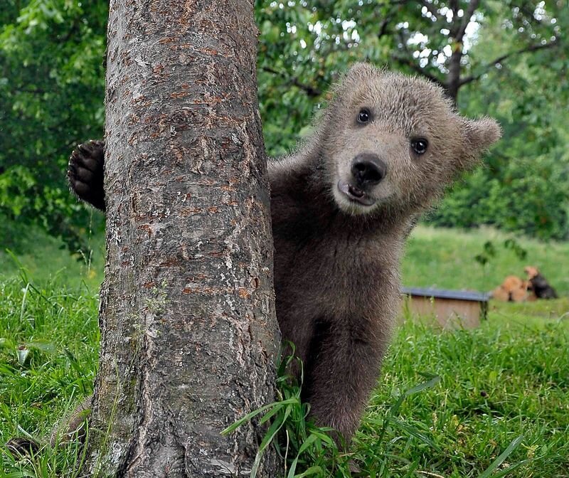 Brown Bear Cub — Green, Curious