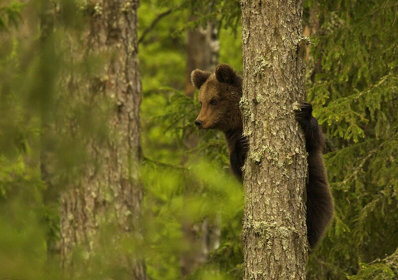 Brown Bear Cub — Green, Natural, Morning