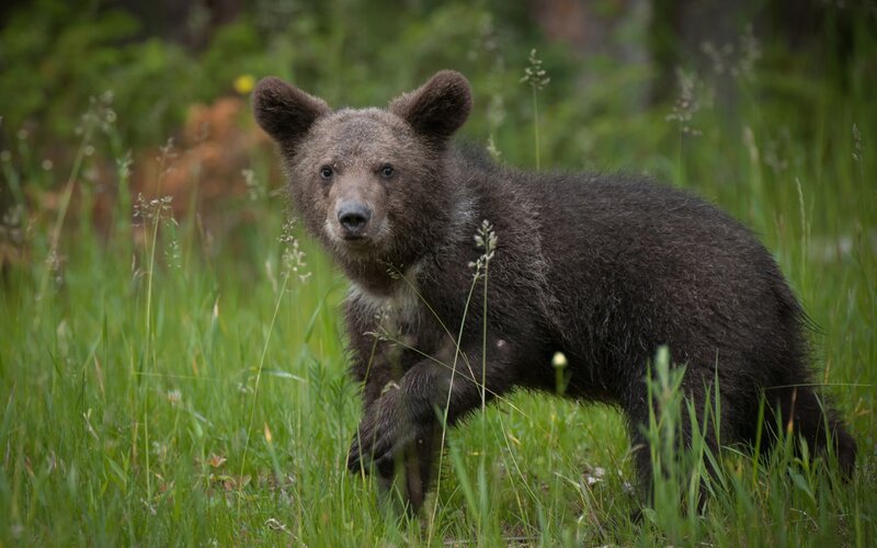 Brown Bear Cub — Green, Natural, Summer, Photograph