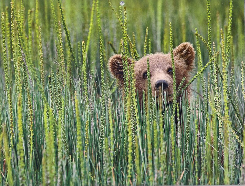 Brown Bear Cub — Green, Natural, Summer