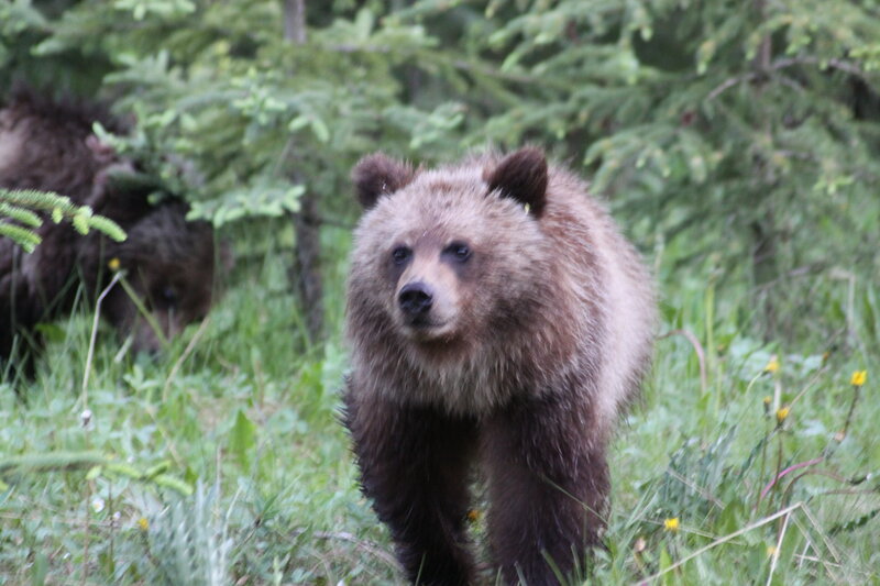 Brown Bear Cub — Green, Natural