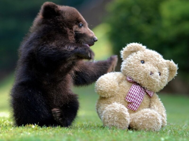 Brown Bear Cub — Green, Playful, Afternoon