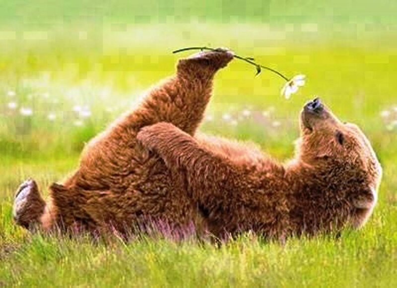 Brown Bear Cub — Green, Playful, Summer
