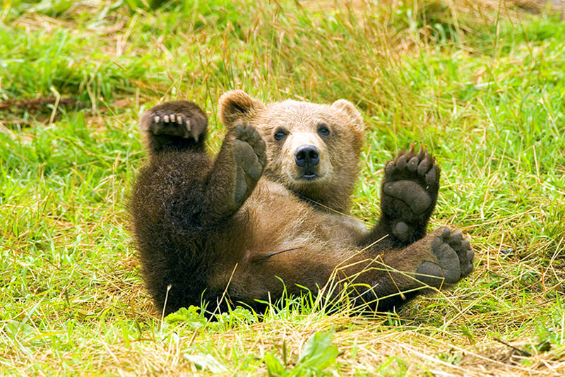 Brown Bear Cub — Green, Playful