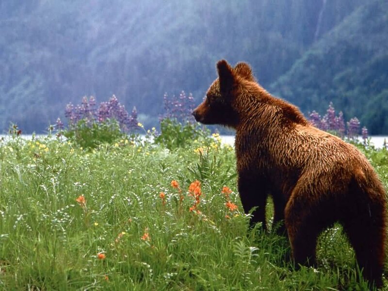 Brown Bear Cub — Green, Serene