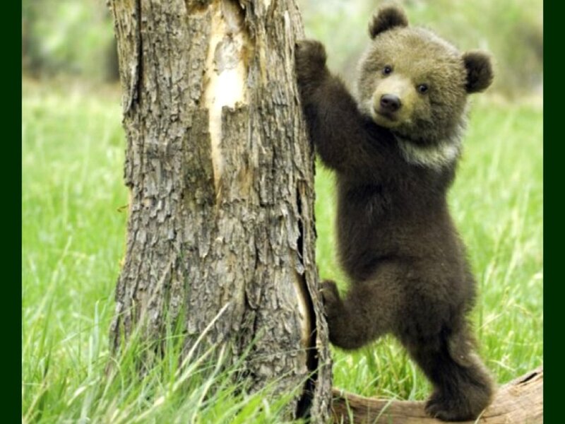 Brown Bear Cub — Green