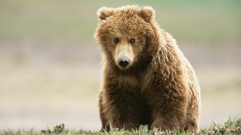 brown bear cub in grass
