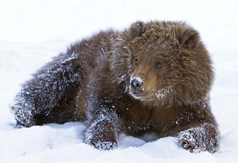 Brown Bear Cub in Snow