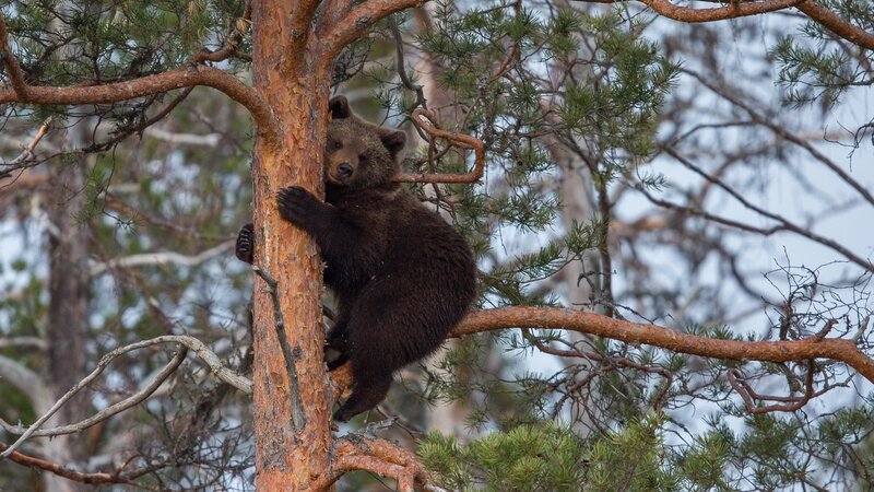 Brown Bear Cub in Tree