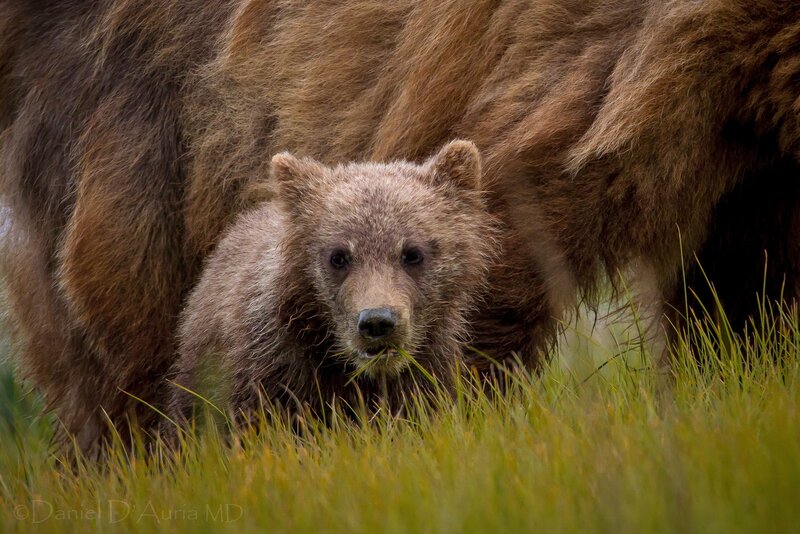 Brown Bear Cub — Natural, Afternoon, Photograph