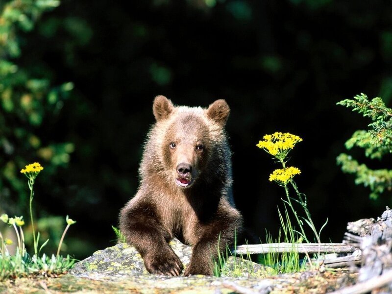 Brown Bear Cub — Natural, Afternoon