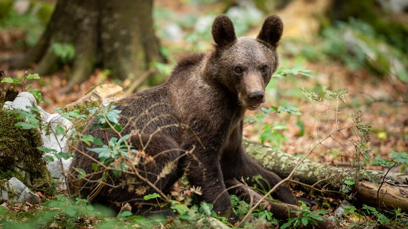 Brown Bear Cub — Natural, Autumn
