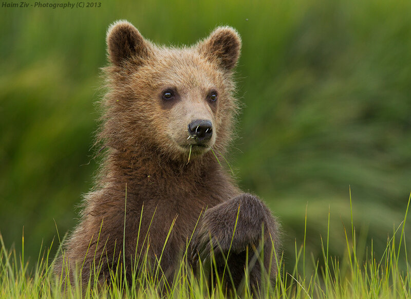 Brown Bear Cub — Natural, Photograph, Grass