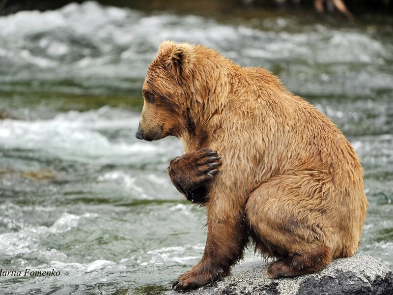 Brown Bear Cub — Natural, Photograph