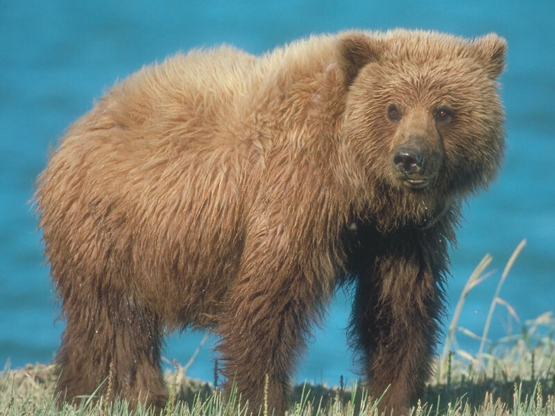 Brown Bear Cub — Natural