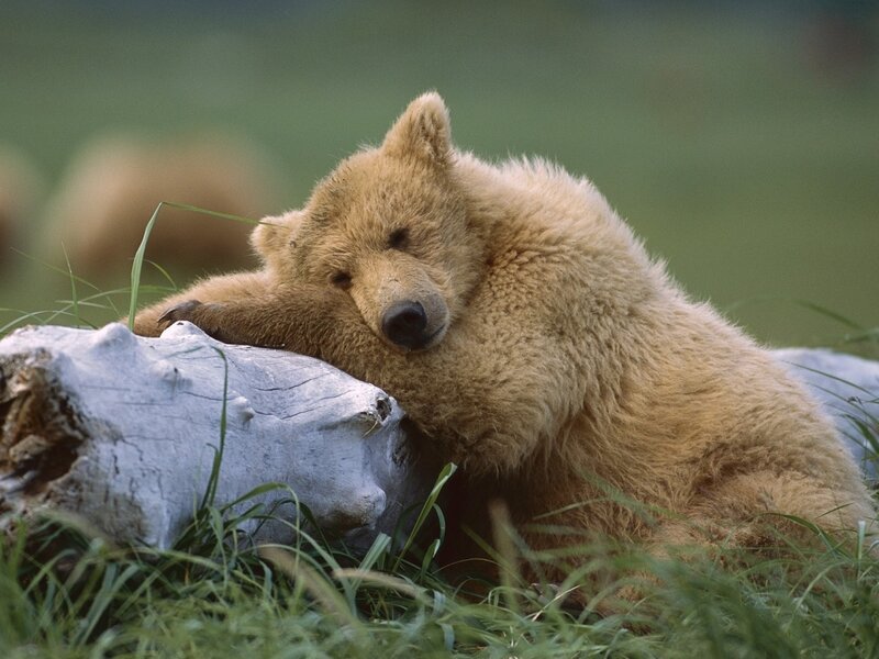 Brown Bear Cub — Peaceful