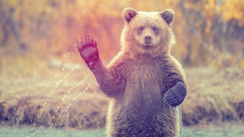 Brown Bear Cub — Playful, Autumn, Photograph