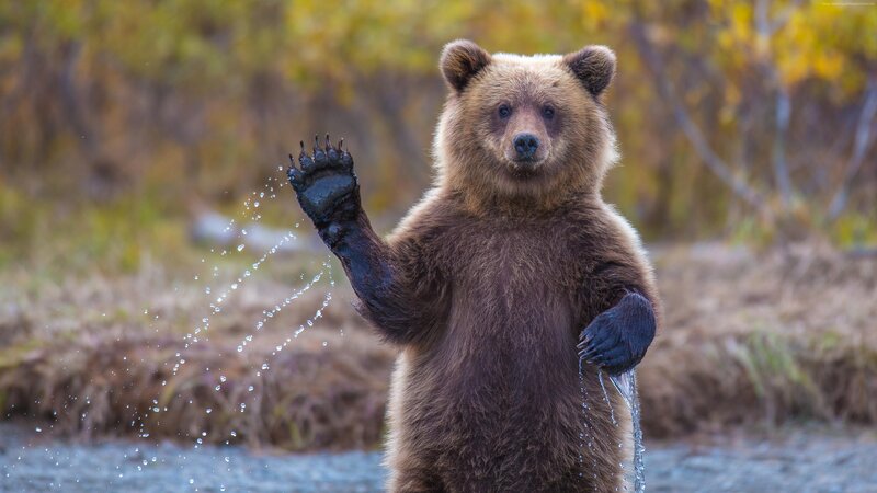 Brown Bear Cub — Playful, Autumn, Photograph, Water