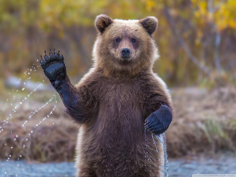 Brown Bear Cub — Playful, Autumn
