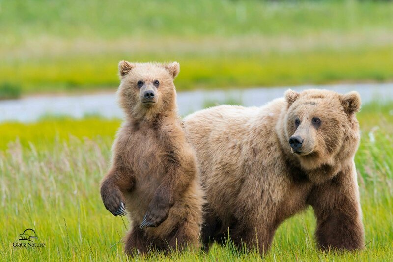 Brown Bear Cub Standing — Green