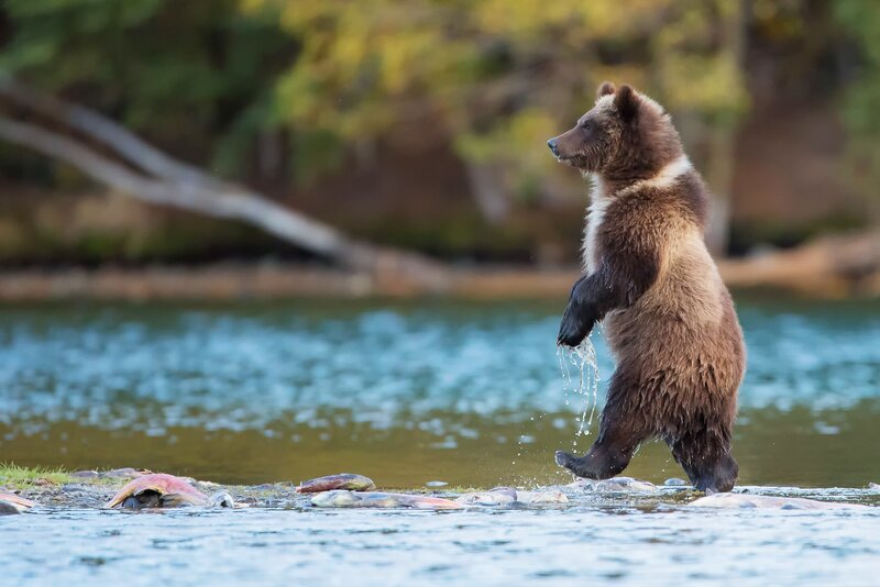 Brown Bear Cub Standing