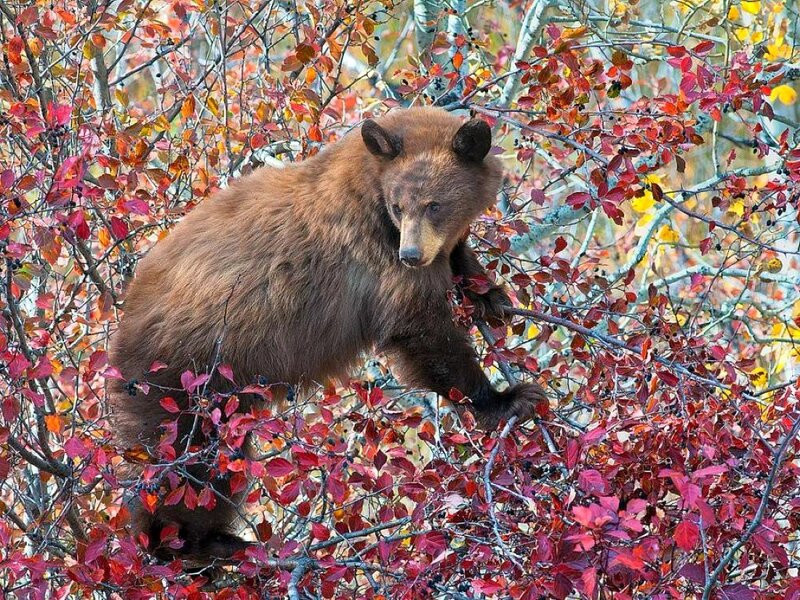 Brown Bear Cub
