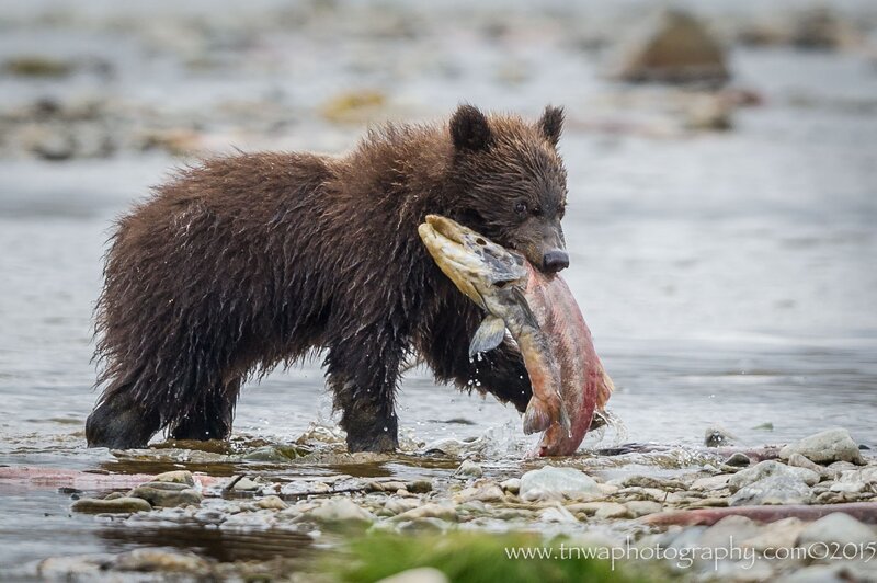 Brown Bear Cub with Fish
